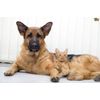 cat urinary supplement - URINARY TRACT SUPPORT FOR PETS - cranberry supplement