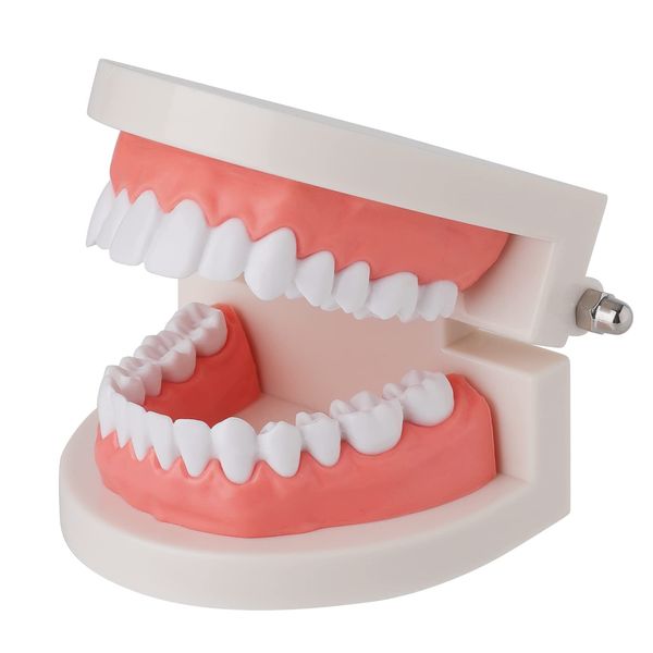 faruijie Standard tooth model teeth demonstration model children teeth brushing learning tool PVC dental study demonstration tool