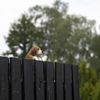 esschert design Beagle Puppy Garden Ornament