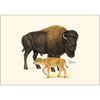 Earth Sky + Water - Bison Notecard Set - 8 Blank Cards with Envelopes