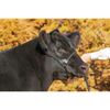Weaver Leather Livestock Black Magic Show Halter, Small