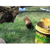 Bio-Safe One Septic Solution B.O.S.S. #1 Bacterial Enzyme Treatment - 1.5 Years