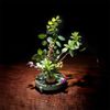 Flower Frog Round Holder 2.4 Inch/ 6.1 cm