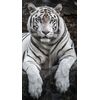 Miracle Home. Towel Microfiber Tiger, 100% Polyester, 75 X 145 cm 15084
