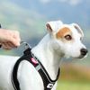 Curli Magnetic Vest Harness - Black 2XS