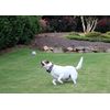 Tourna Unique Dog Fetch Balls Animal Prints 4 Pack