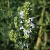 HYSSOPUS OFFICINALIS WHITE 100 SEEDS
