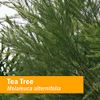 Herb Pharm Pure Australian Tea Tree Essential Oil - 1 Ounce (OILTEA01)