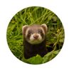 Ferret PopSockets PopGrip: Swappable Grip for Phones & Tablets