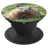 Groundhog Day Cute Woodchuck, Marmot