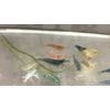 20+2 CULLS Neocaridina Shrimp Blue Juvenile Algae Eater