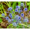 Blue Thistle - Eryngium Planum - 200 Seeds