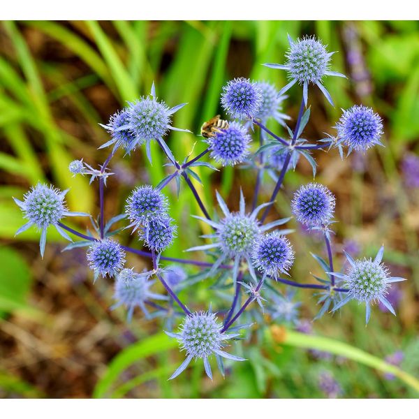 Blue Thistle - Eryngium Planum - 200 Seeds