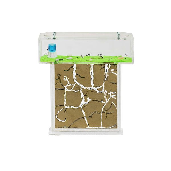 AntHouse - Natural Sand Ant Farm | Acrylic T Kit 15x15x1,5 cm