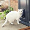SureFlap Microchip Cat Flap Grey/White (Grey)