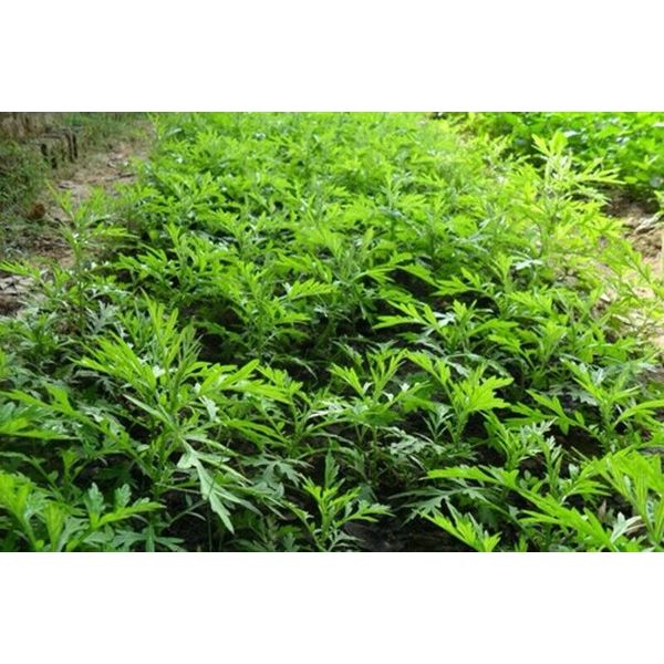 1 live Mugwort herb plant 8-10 Inches( Ngải cứu)