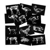 Animal X-Ray Set, Educational Science Kit, Light Table Accessory for Children (Farm Animals)