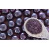 pomegranate powder - Antioxidant Mega Complex 1440mg - superfood complex 1B