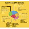 Vitamin B-Complex, Healthy Growth, Function of Organs, Brain, Heart