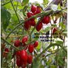 MASTERBLEND ® 4-18-38 Tomato & Vegetable Fertilizer (10 bs) FREE SHIPPING