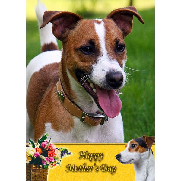Jack Russell Dog Mothers Day Card