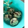 Freeze Dried Fully Cooked Scrambled QUAIL Eggs Free Range/Farm Raised 7 oz