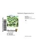 OliveNation Tellicherry Peppercorns 8 oz.