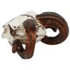 Alchemy Miniature Collectables Ram's Skull Ornament 4.1x2.5x5cm