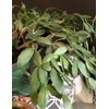 (3) Easter Cactus 2-Segment Unrooted Cuttings Clippings Rhipsalidopsis Gaertneri