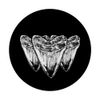 Megalodon fossil teeth. shark enthusiasts PopSockets Swappable PopGrip