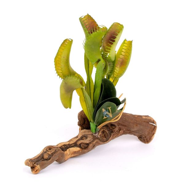 Venus Fly Trap on Driftwood Bearded Dragon Crested Gecko Reptile Lizard Snake...