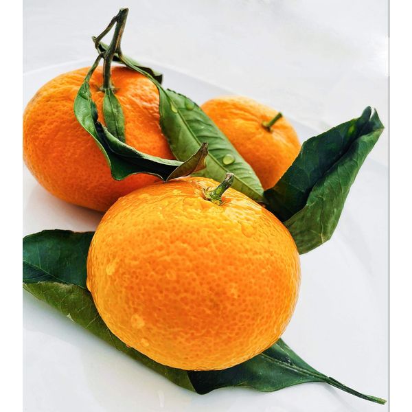 Fresh Satsuma Mandarin from California (2.5)