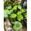 Alocasia - Calidora - 24" tall