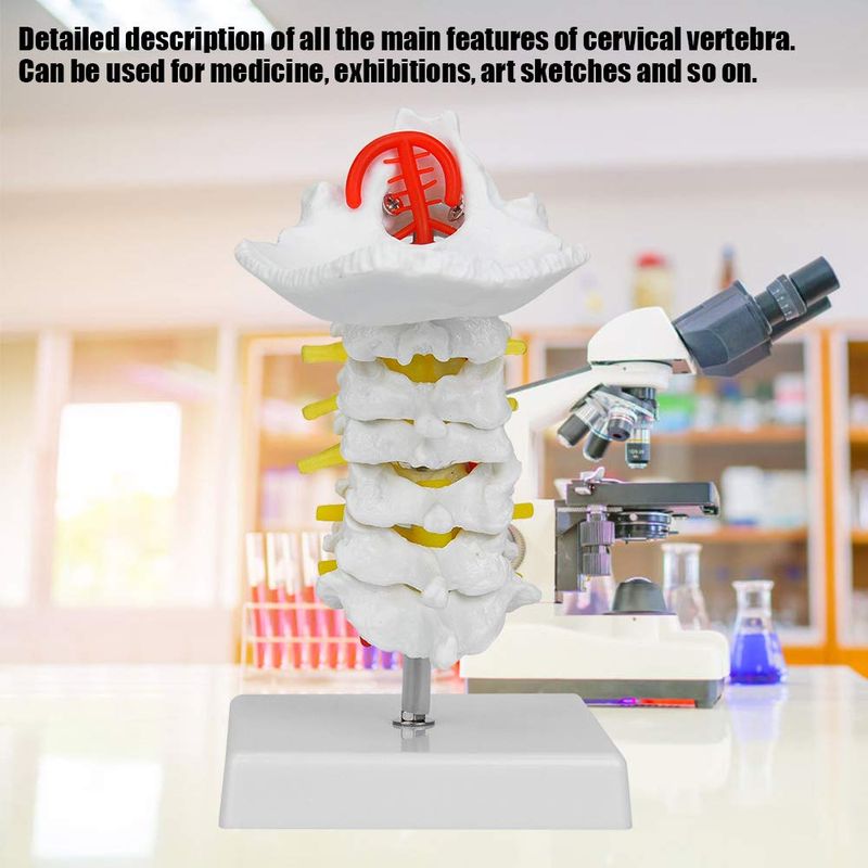 1:1 Human Cervical Spine Model, Nerve ModelModel, Cervical Spine with ...