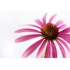 Echinacea Herb Powder - Immune System Booster - 1 Bottle 100 Pills