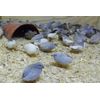 6+ with Up To 4 extra Button Quail Hatching Eggs