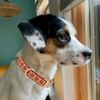 Flower Patterned Dog Collar in Chic Red with Gold-tone Hardware, Adjustable and Durable Pet Accessory for Large Size