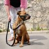 Lepark Head Strap Dog Muzzle Prevent from Taking Off by Paws for Small,Medium and Large Dogs(L/Green)