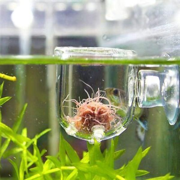 Aquarium Red Worm Fish Feeder Transparent Suction Cup Glass Hole