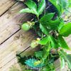 2-Live Passiflora edulis Possum Purple Passion Fruit Starter Plants