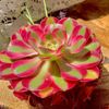​Echeveria 'Pink Witch Succulent Plants,  4" Green Imported