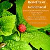anti microbial supplement - Goldenseal Root Extract 520mg - sinus relief 3B