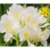 HAWAIIAN WHITE GINGER HEDYCHIUM CORONARIUM  2 ROOTS STARTER ROOT- Fragrant