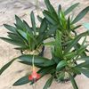 Masdevallia Division Cheryl Shohan ‘J.A.P. ’ 3.5” Net Pot