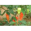 Red Ghost (Bhut Jolokia) Pepper Fine Ground Powder Bulk 1 Lb | Super Hot Ghost