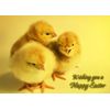 Chick Easter Greeting Card - Landscape
