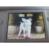 Crazy Pigs (Nintendo DS)