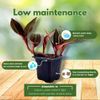 BubbleBlooms Black Jewel Orchid 3 inch