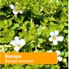 Herb Pharm Certified Organic Bacopa Liquid Extract for Brain Support - 1 Ounce (DBAC01)