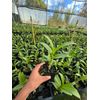 Dendrobium LD Red Comes in 4" Pot